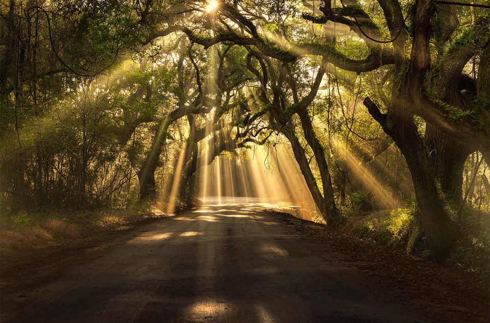 sun and trees